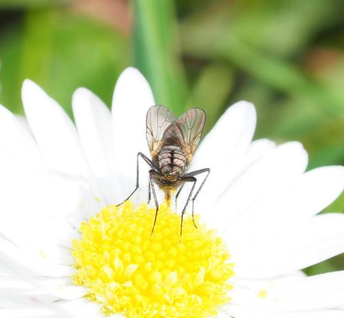 Anthomyiinae